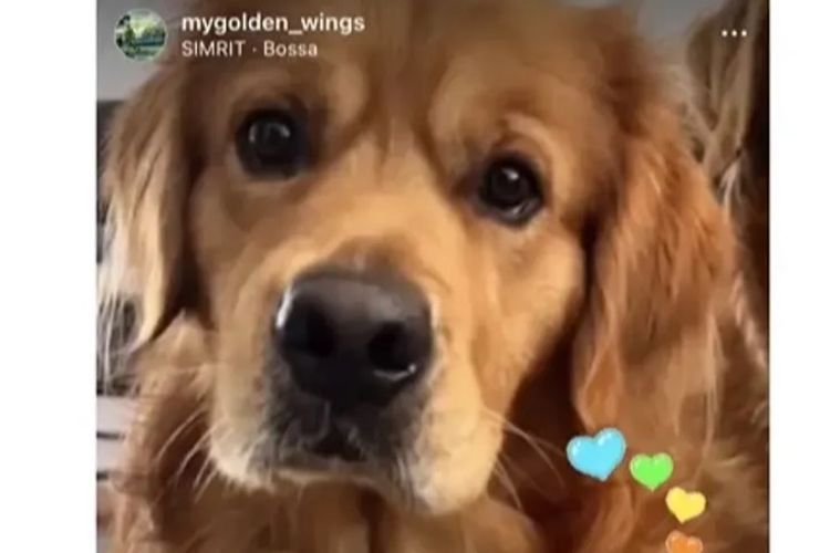 Misty Mountain Golden Retrievers