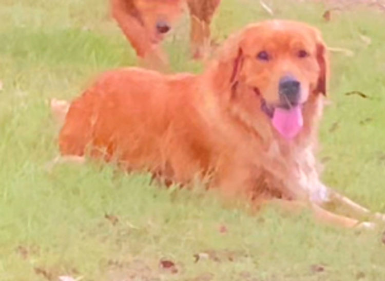 Misty Mountain Golden Retrievers