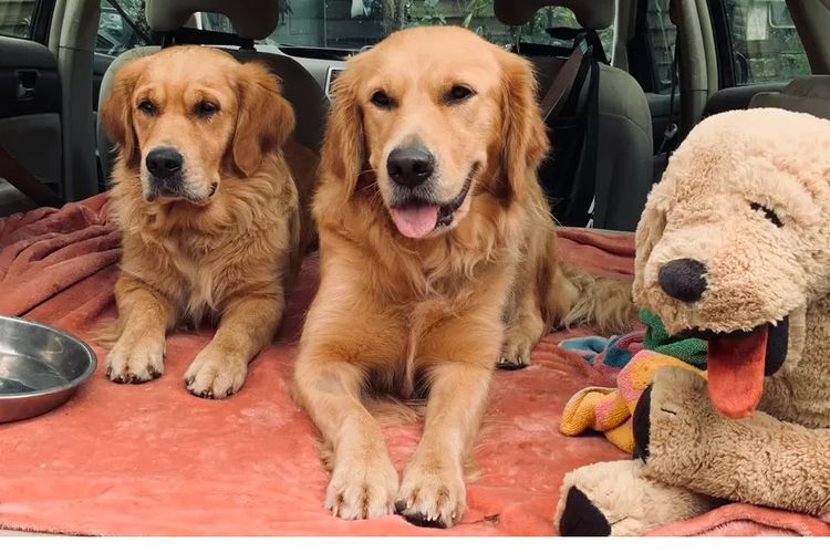 Misty Mountain Golden Retrievers