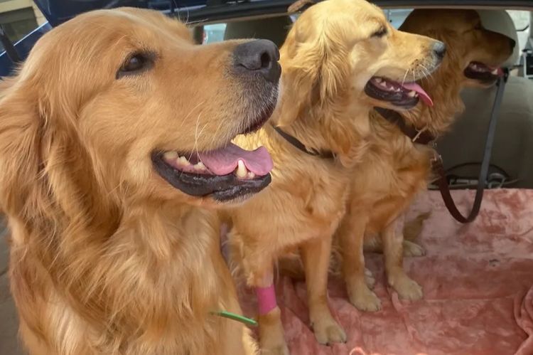 Misty Mountain Golden Retrievers
