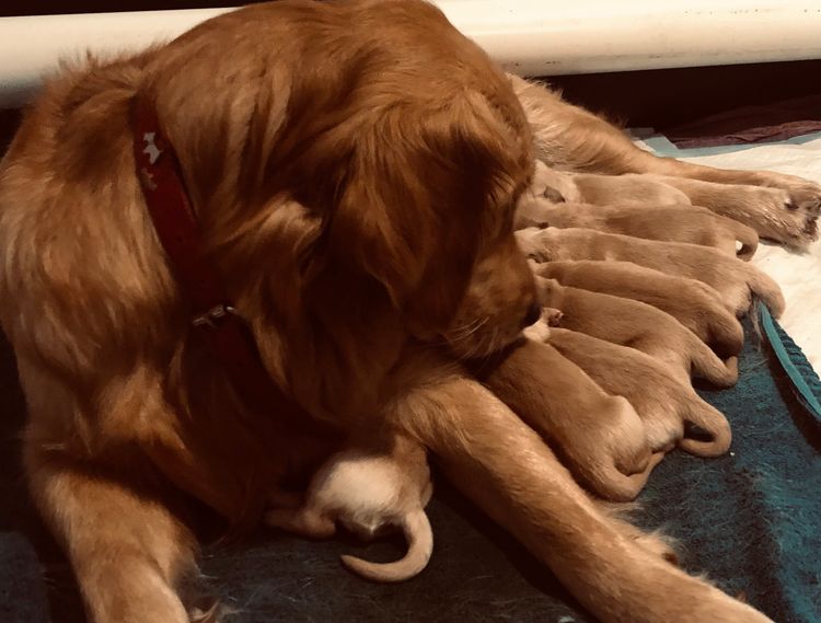 Misty Mountain Golden Retrievers