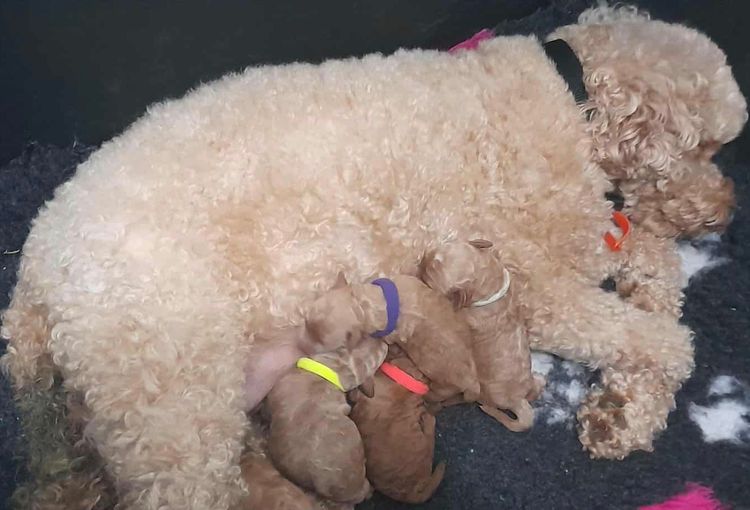 Perth Oodles Spoodles and Cavoodles