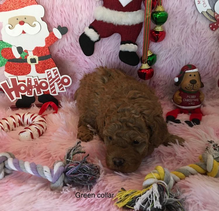 Perth Oodles Spoodles and Cavoodles