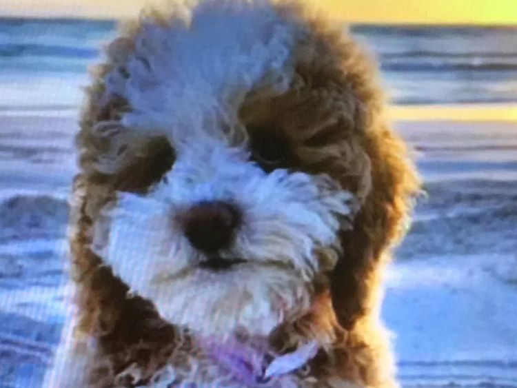 Perth Oodles Spoodles and Cavoodles