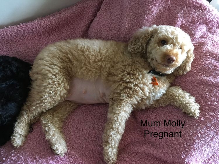 Perth Oodles Spoodles and Cavoodles