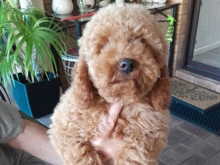 Perth Oodles Spoodles and Cavoodles