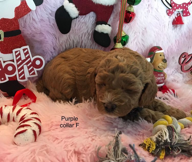 Perth Oodles Spoodles and Cavoodles