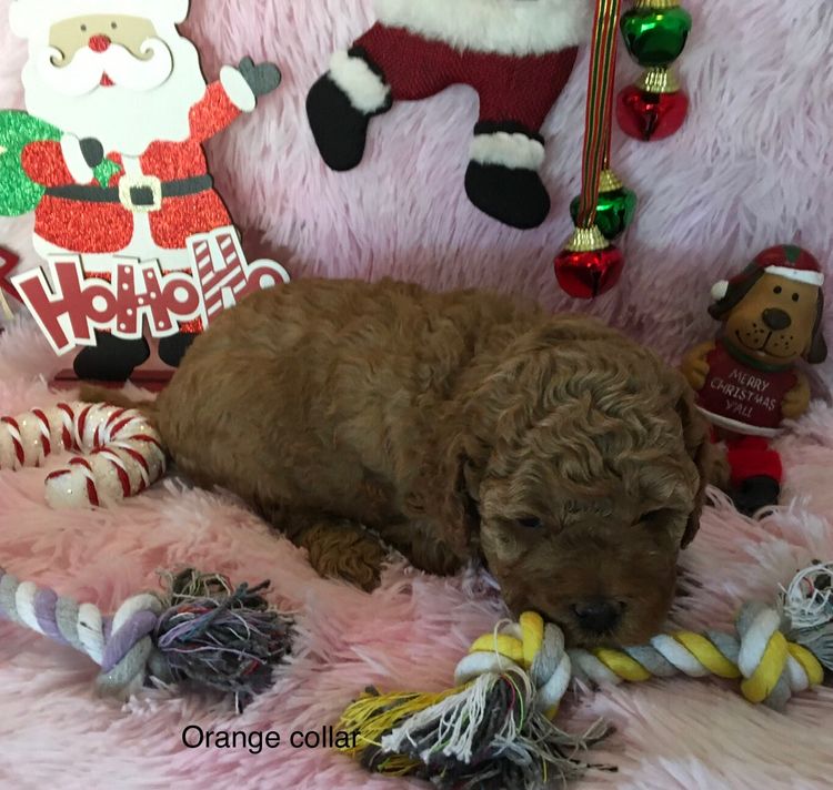 Perth Oodles Spoodles and Cavoodles