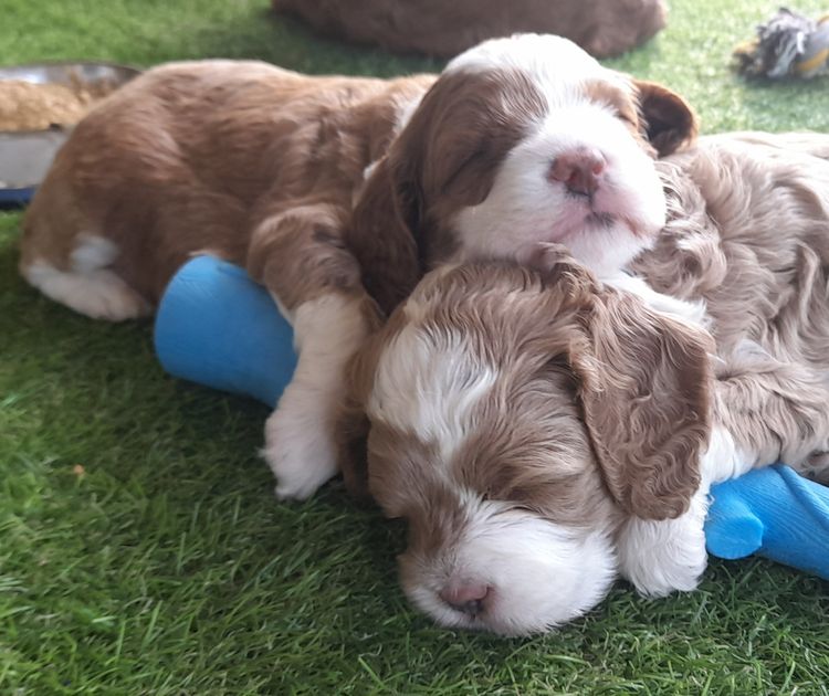 Perth Oodles Spoodles and Cavoodles