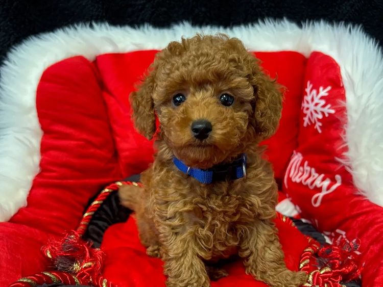 Montys Poodles