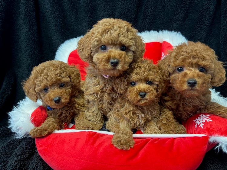Montys Poodles