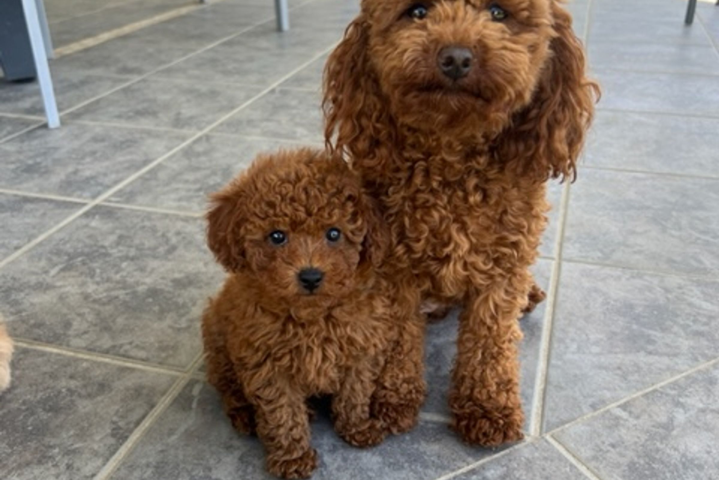 Poodle Toy Puppies Available From