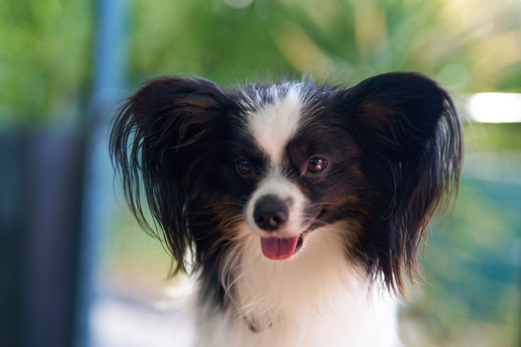 Coco Bella Papillon's