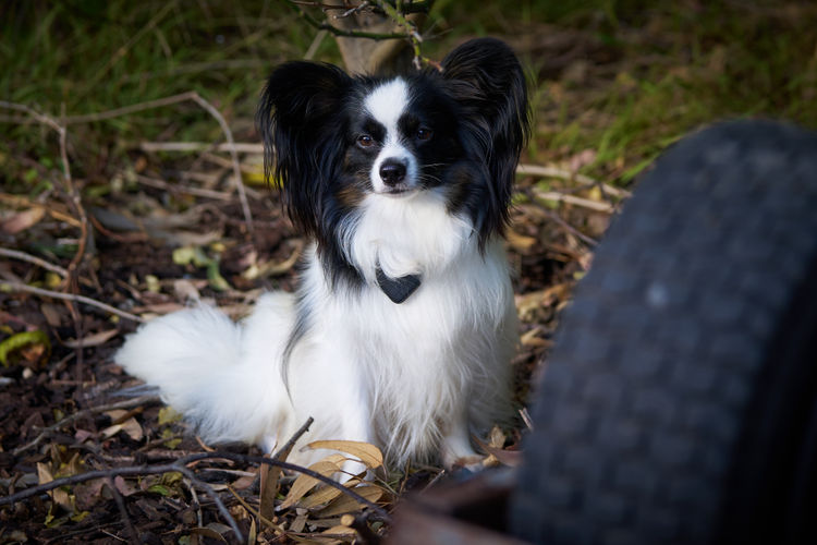 Coco Bella Papillon's