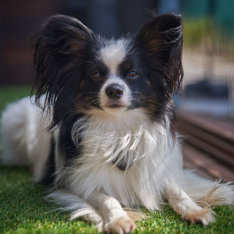 Coco Bella Papillon's