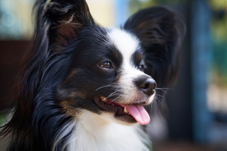 Coco Bella Papillon's