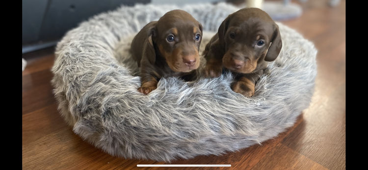 Rubystud Miniature Dachshunds