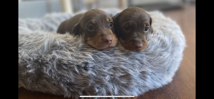 Rubystud Miniature Dachshunds