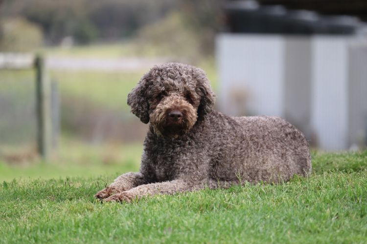 Truffle & Co Lagotto Romagnolos