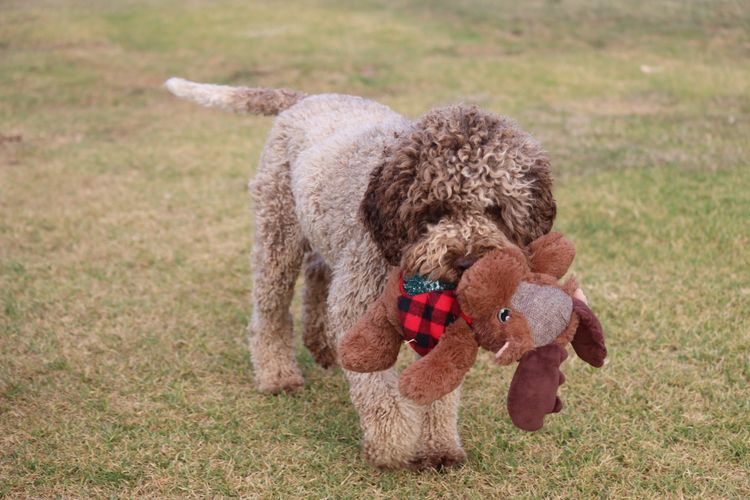 Truffle & Co Lagotto Romagnolos