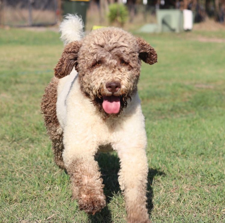Truffle & Co Lagotto Romagnolos