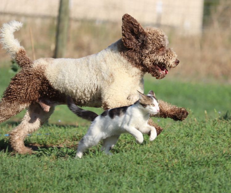 Truffle & Co Lagotto Romagnolos