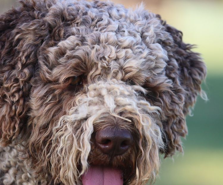 Truffle & Co Lagotto Romagnolos