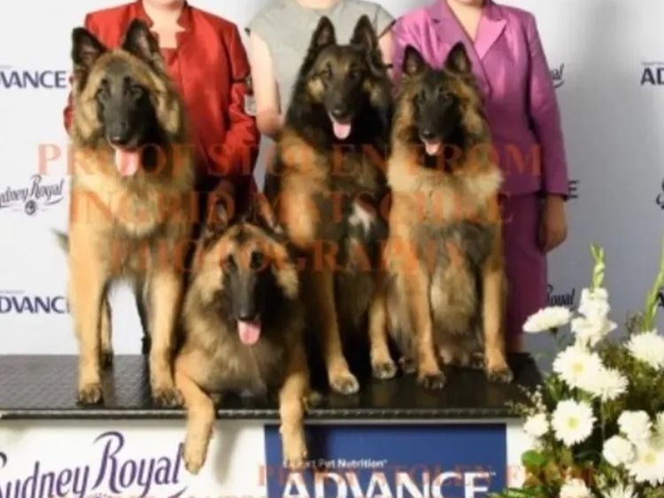 Teangibelge Belgian Shepherds