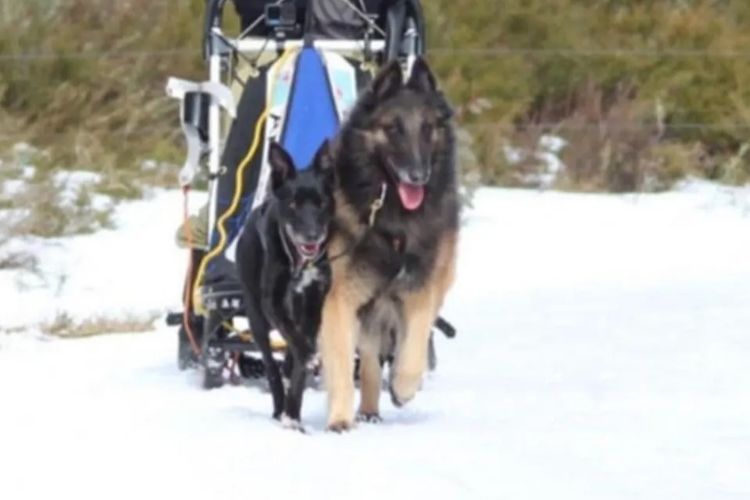 Teangibelge Belgian Shepherds
