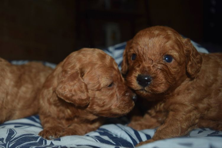 Menzbeauties Cavoodles