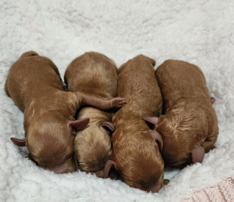 Menzbeauties Cavoodles
