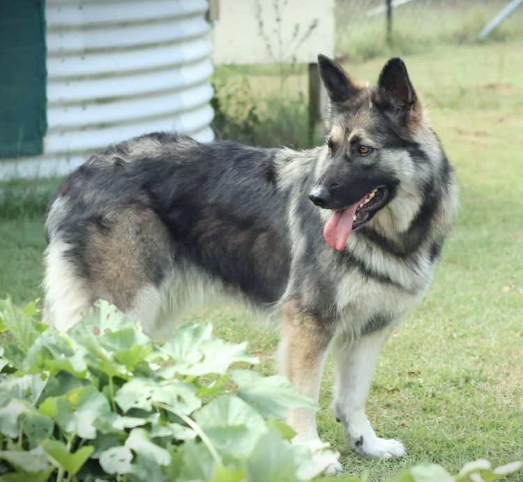 Sulcrys Kennels German Shepherd Dog