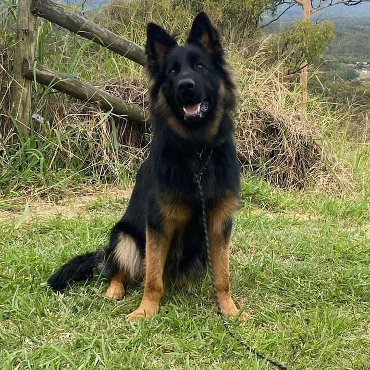 Sulcrys Kennels German Shepherd Dog