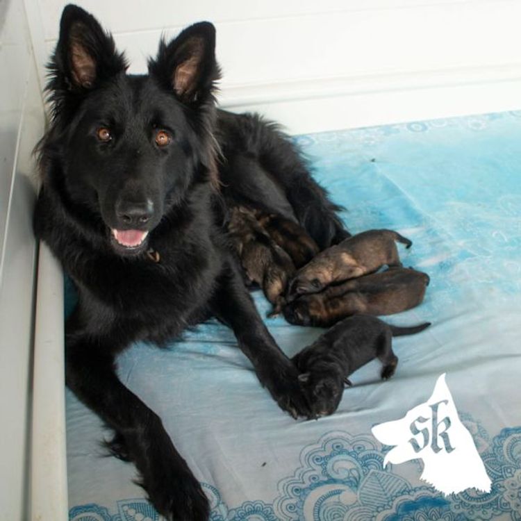 Sulcrys Kennels German Shepherd Dog