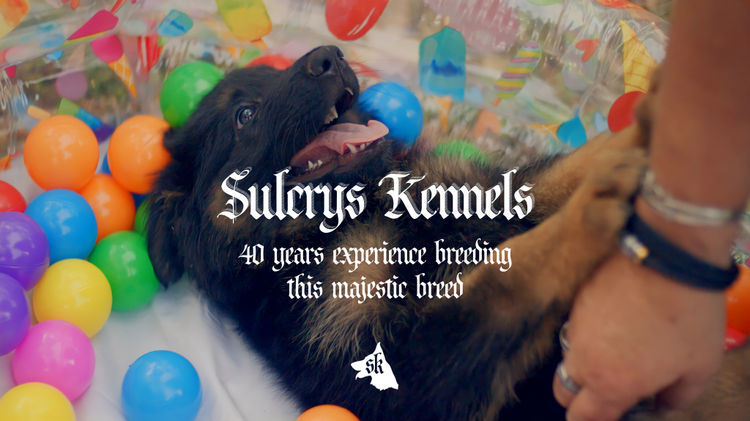Sulcrys Kennels German Shepherd Dog