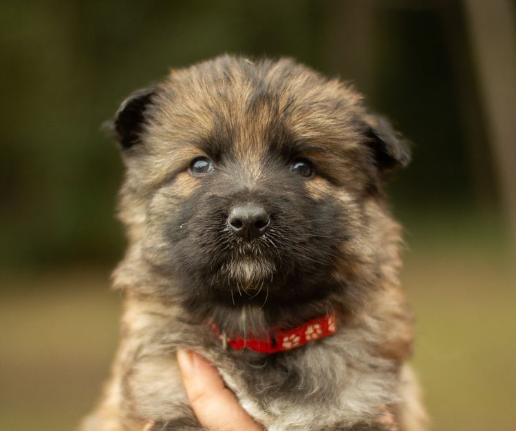 Sulcrys Kennels German Shepherd Dog