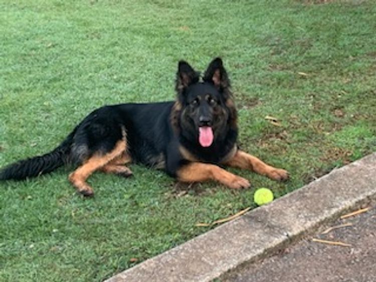 Sulcrys Kennels German Shepherd Dog