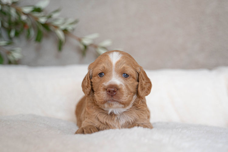 Cypress Labradoodles