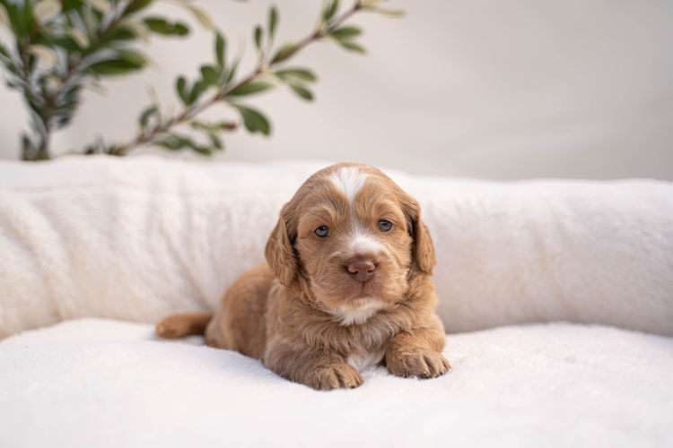Cypress Labradoodles