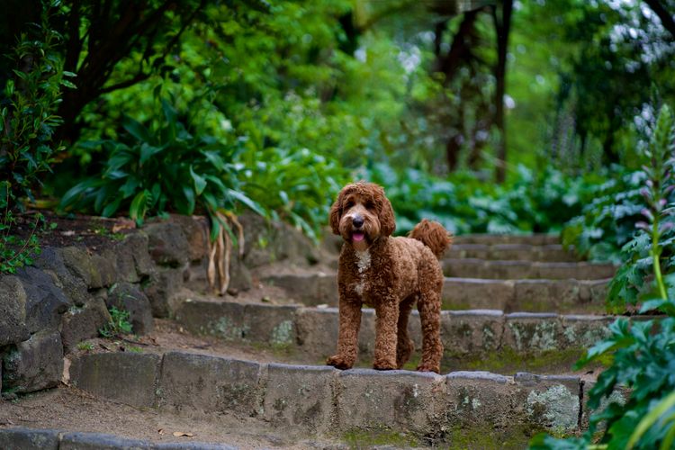 Cypress Labradoodles