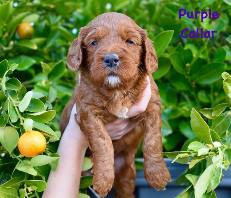 Cypress Labradoodles