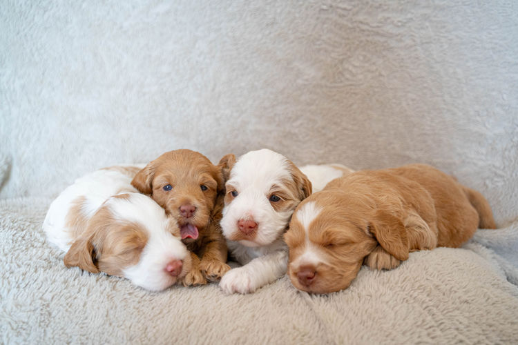 Cypress Labradoodles