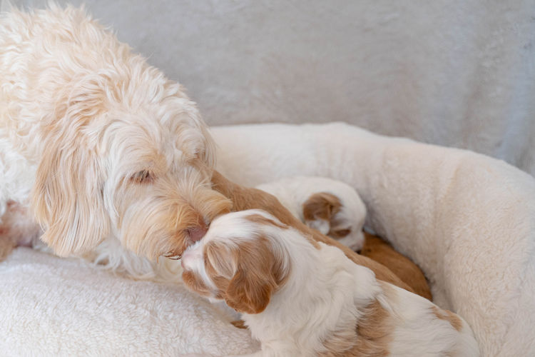 Cypress Labradoodles