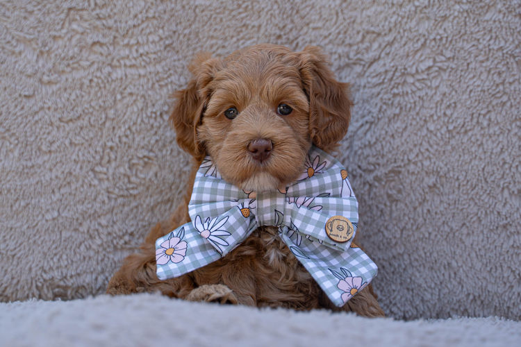 Cypress Labradoodles