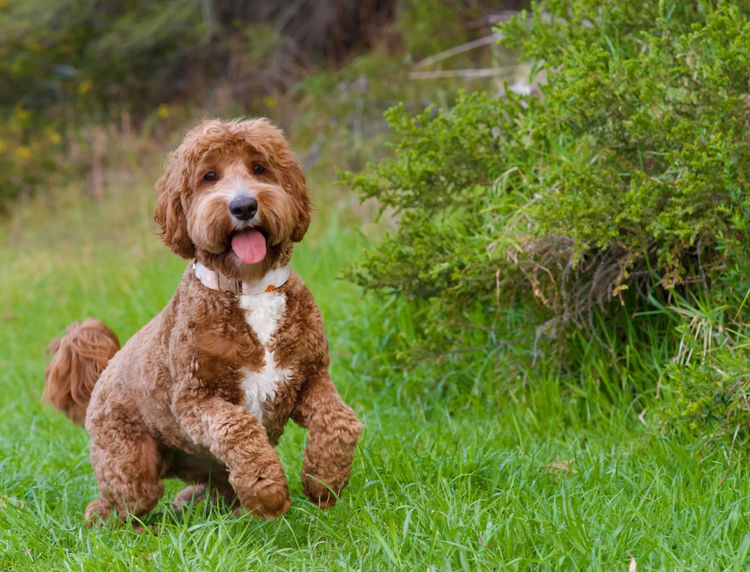 Cypress Labradoodles