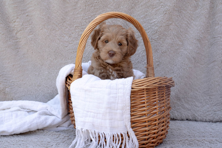 Cypress Labradoodles