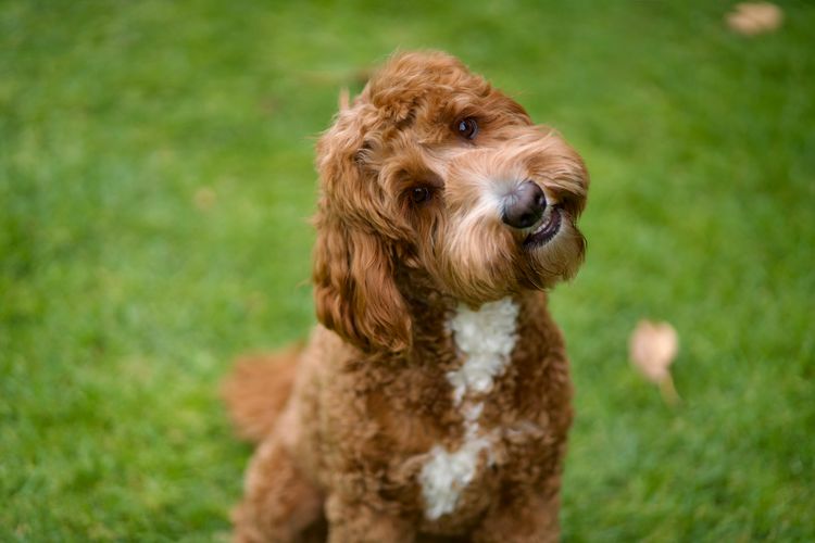 Cypress Labradoodles