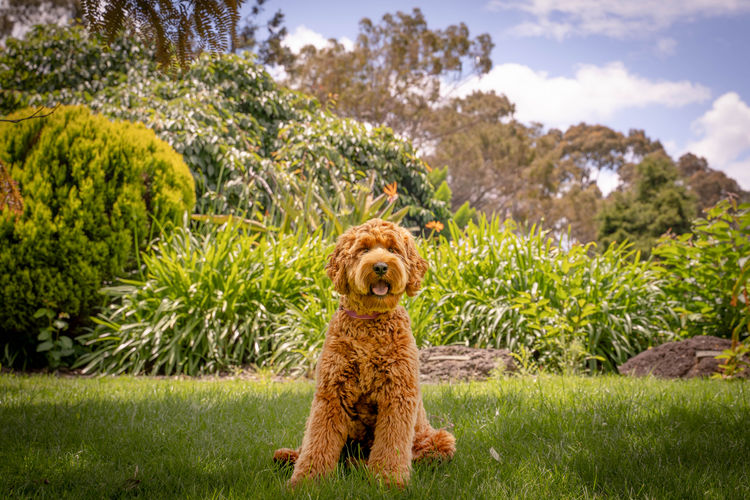 Cypress Labradoodles