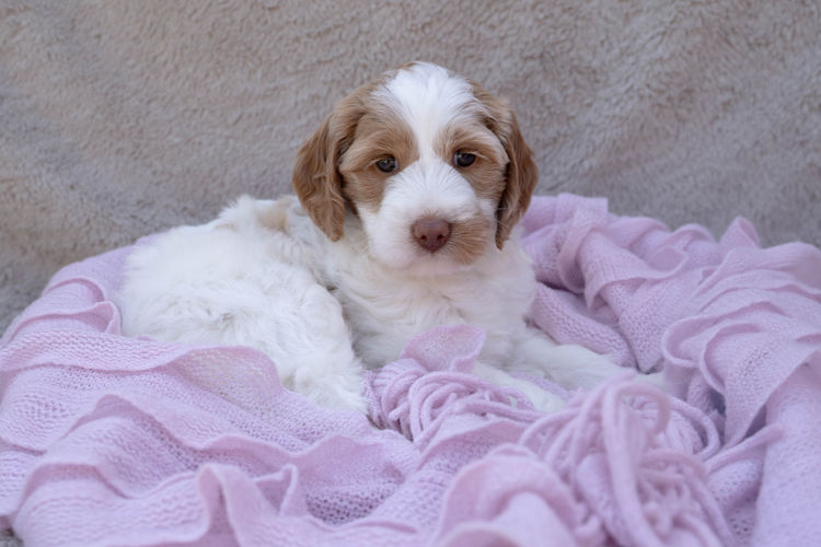 Cypress Labradoodles