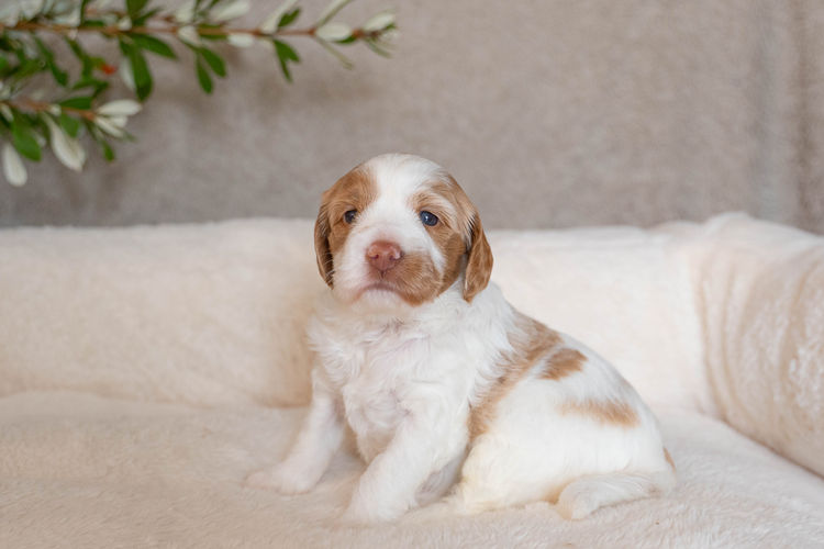 Cypress Labradoodles